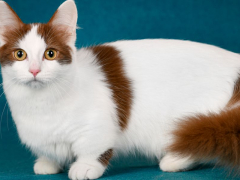 Image of a Dwarf cat, a breed known for its small size and unique features, sitting charmingly and capturing attention with its endearing appearance.