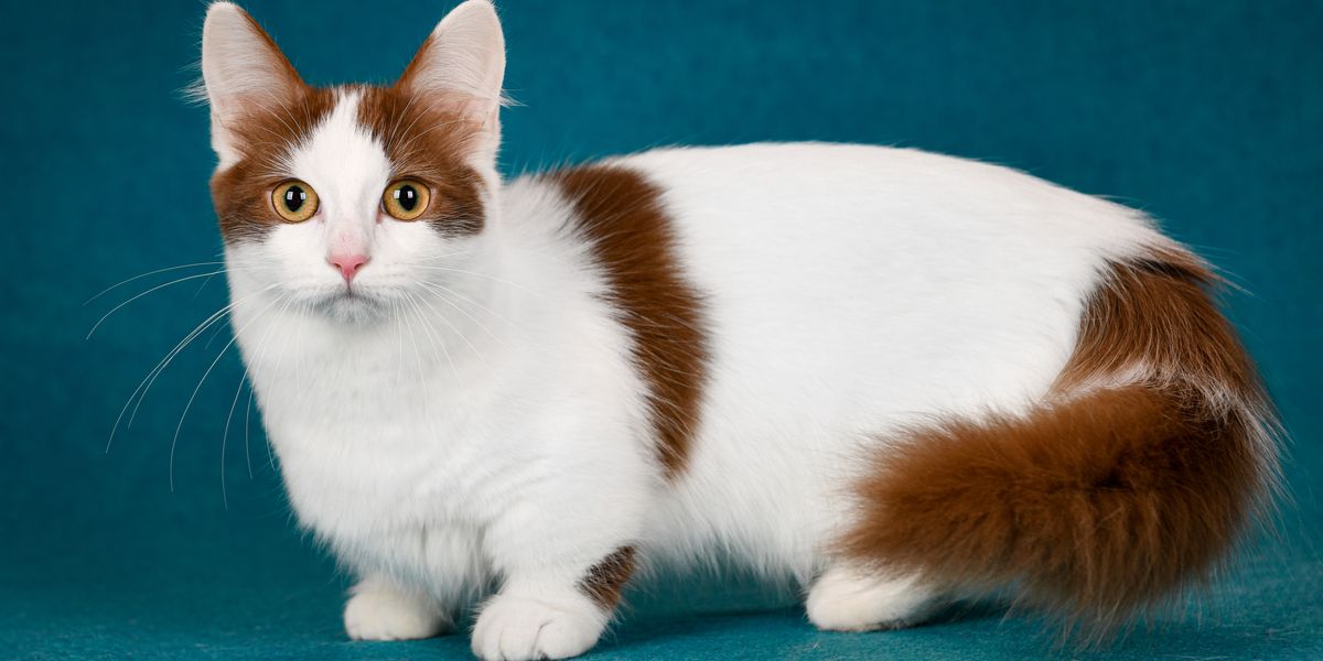 Lovable Cat Breeds With Short Legs With Pictures 43 OFF