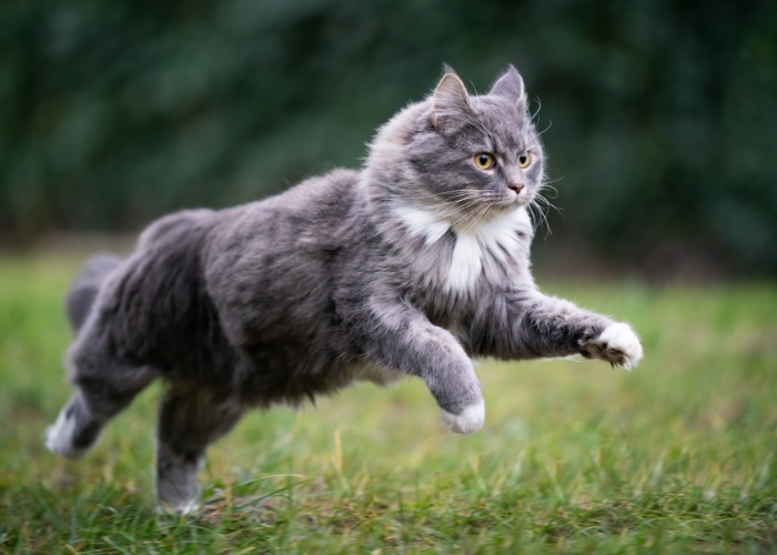 Gray cat in a lively run.