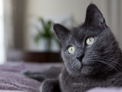 grey cat in bed