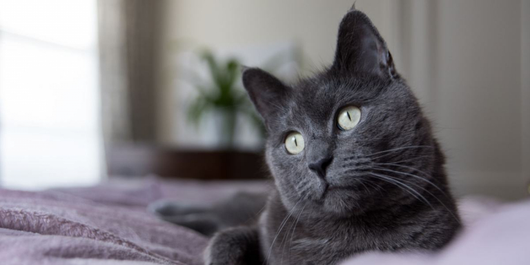 grey cat in bed