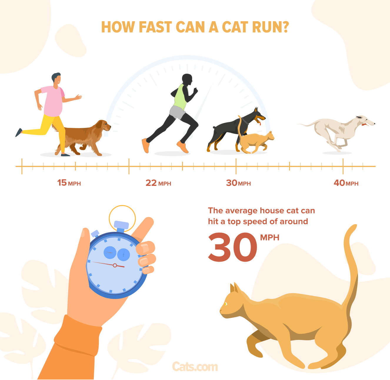 Informative graphic depicting the impressive speed of a cat's running ability.