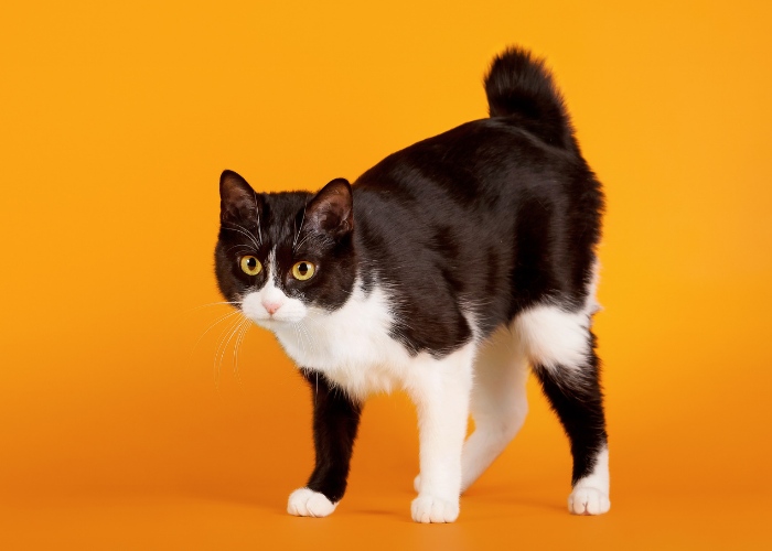 tailless cat breed Japanese Bobtail