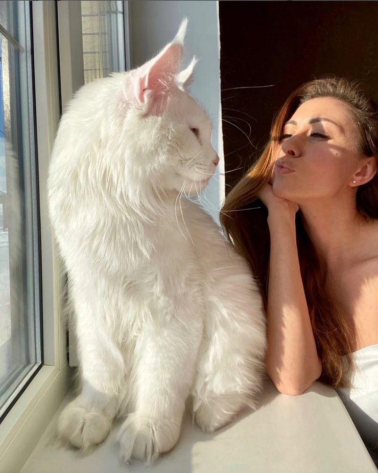 Kefir The Maine Coon Cat Has A Purrsonality As Big As Him