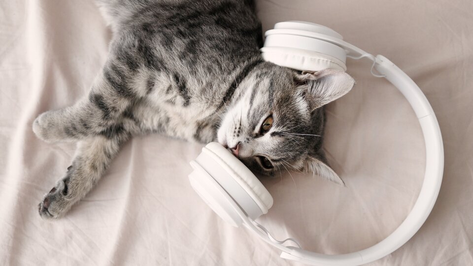 An adorable image featuring a playful kitten with a pair of headphones.