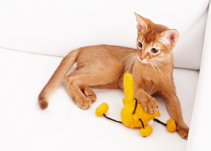 Adorable kitten enthusiastically playing with a yellow toy, radiating joy and youthful energy.