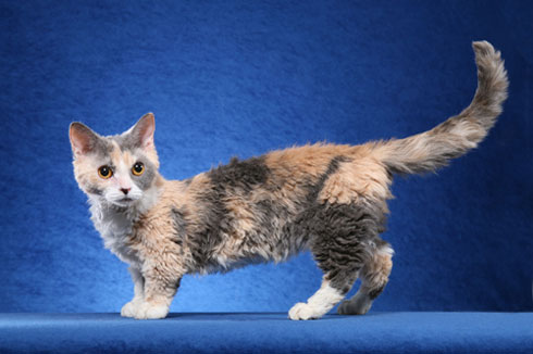 Image of a Lambkin cat, a breed known for its unique combination of hairlessness and dwarfism, sitting endearingly and capturing attention with its charming appearance.