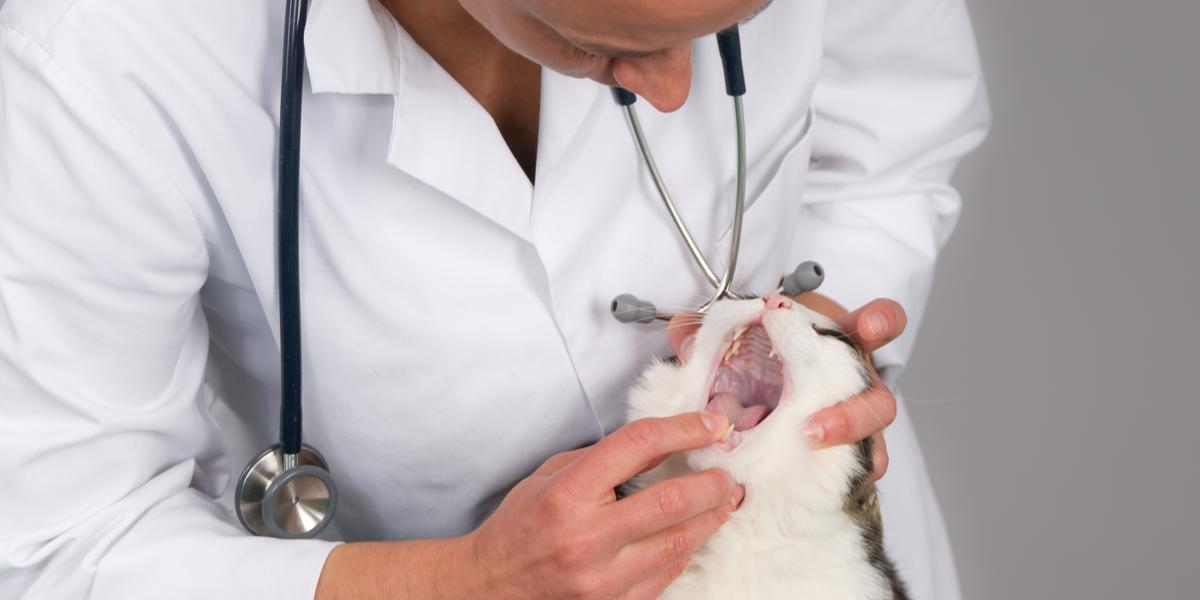 Image depicting a mouth ulcer in a cat, highlighting a potential health concern that may require veterinary attention.