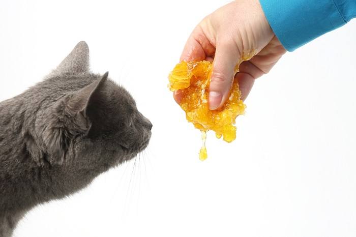 Image depicting potential risks associated with cats consuming honey