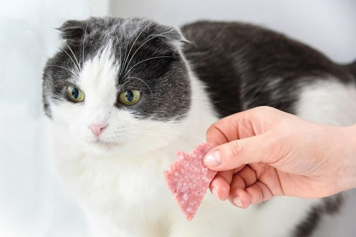 Illustrating potential hazards of cats consuming salami, emphasizing important dietary precautions.