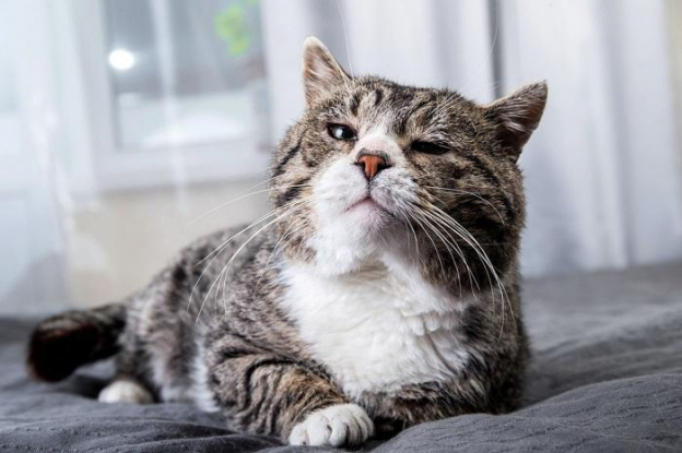Enlarged Lymph Nodes (Lymphadenopathy) In Cats: Causes, Symptoms, and ...