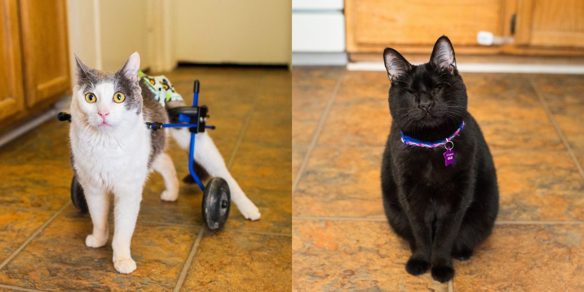 Special Needs Cats: Needing Rescued Or Adopted