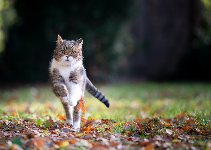 Energetic image capturing a tabby cat in full sprint.