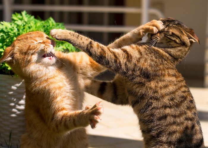 Two tabby cats engaged in a playful fight.