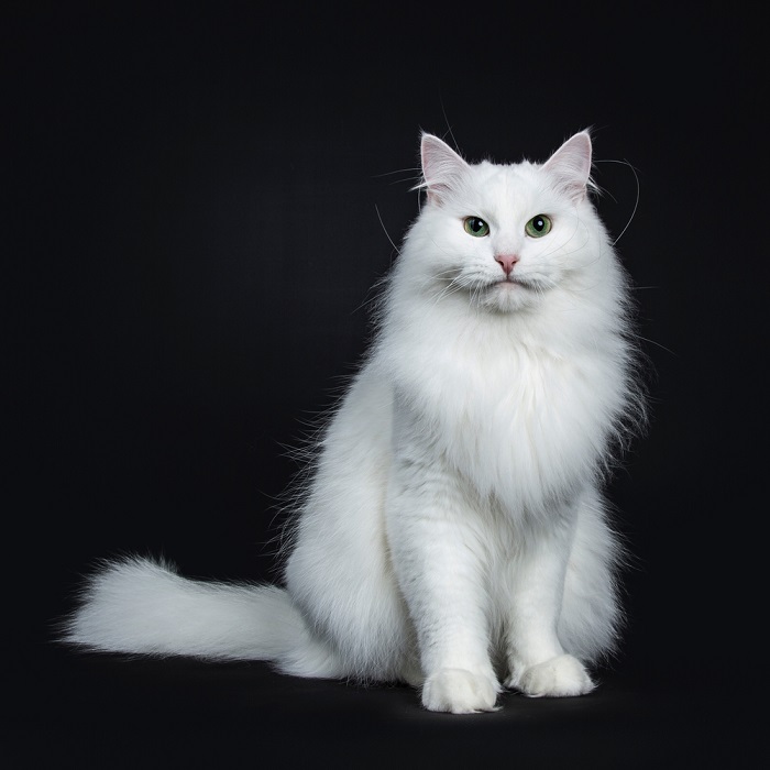 14 Beautiful White Cat Breeds With Pictures 