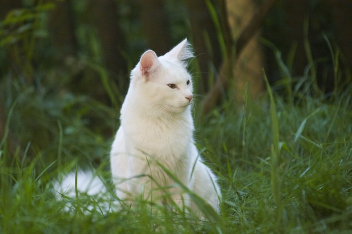 14 Beautiful White Cat Breeds With Pictures 
