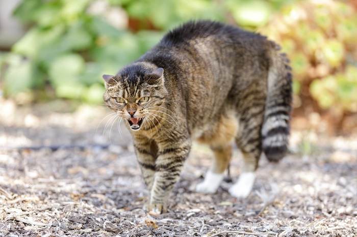 ¿Por qué los gatos arquean la espalda? Las 8 razones principales