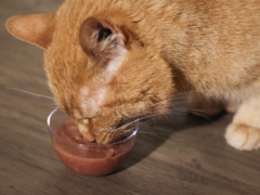 Best Salmon Cat Food Formulas