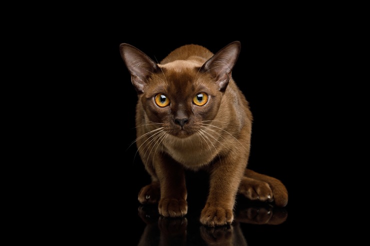 An image showcasing the charm of a Burmese cat, known for its smooth coat and captivating, soulful eyes.