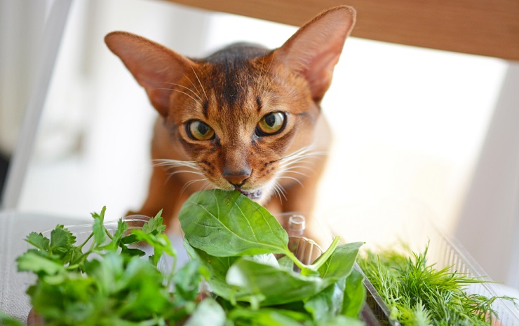 Captivating image of a cat enjoying a nibble of basil leaves