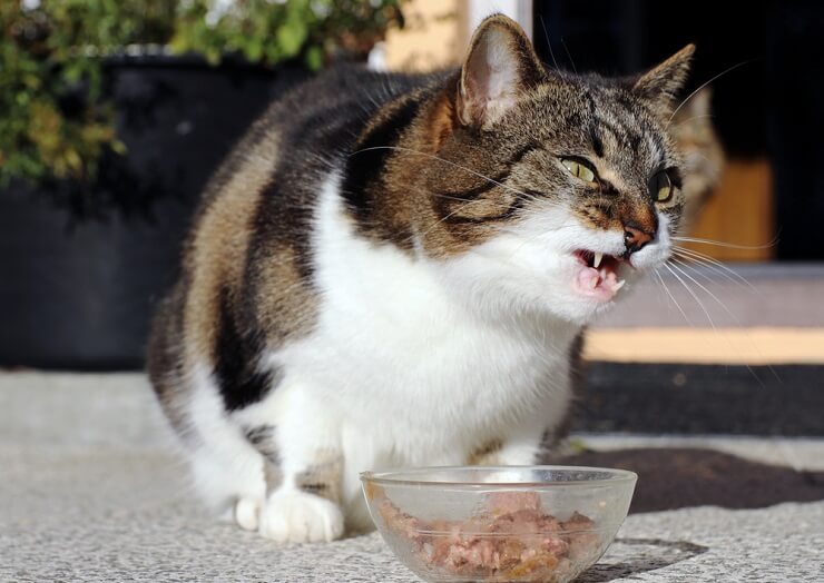 Una imagen que captura a un gato en el acto de gruñir mientras come. 