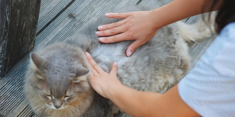 Illustration of Cat Flea Treatment With Diatomaceous Earth For Kitten Allergies