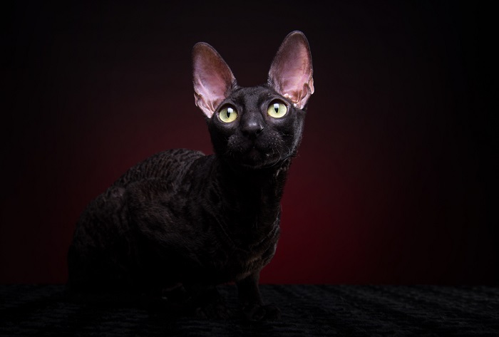 Cornish Rex cat with its signature wavy coat and expressive eyes, capturing the breed's distinctive appearance and lively personality that sets it apart in the world of feline companions