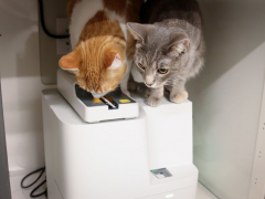 GoodVets Cat At Vet