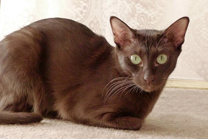  a graceful Havana Brown cat, displaying its distinctive chocolate-colored coat and elegant demeanor.