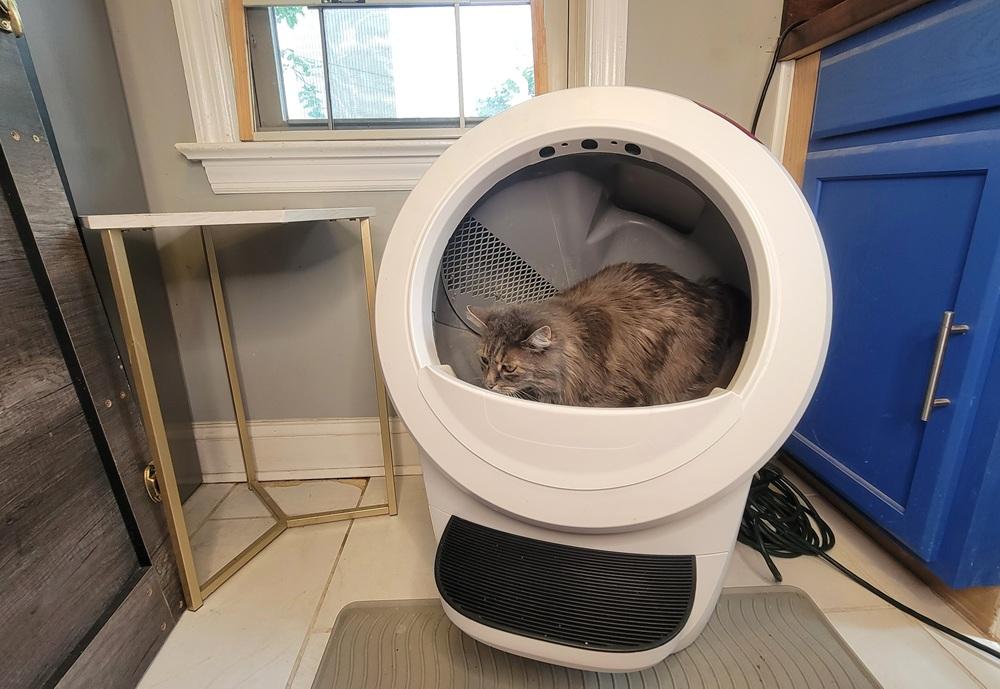 What Did Our Test Cats Think about Litter Robot 4