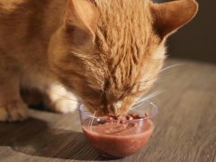 Orange Short Hair Tabby Eating BFF Wet Canned Cat Food Tuna & Salmon Sweet Cheeks Dinner In Gravy Close Up