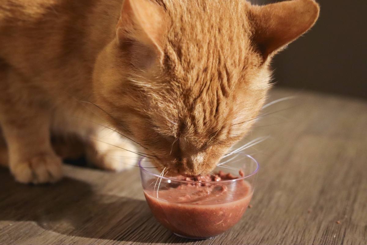 Orange Short Hair Tabby Eating BFF Wet Canned Cat Food Tuna & Salmon Sweet Cheeks Dinner In Gravy Close Up