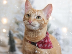 Orange Shorthair Tabby Winter Christmas Cats