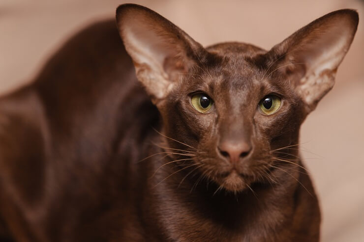 An image capturing the elegance of an Oriental Shorthair cat, with its slender body, large ears, and captivating gaze.