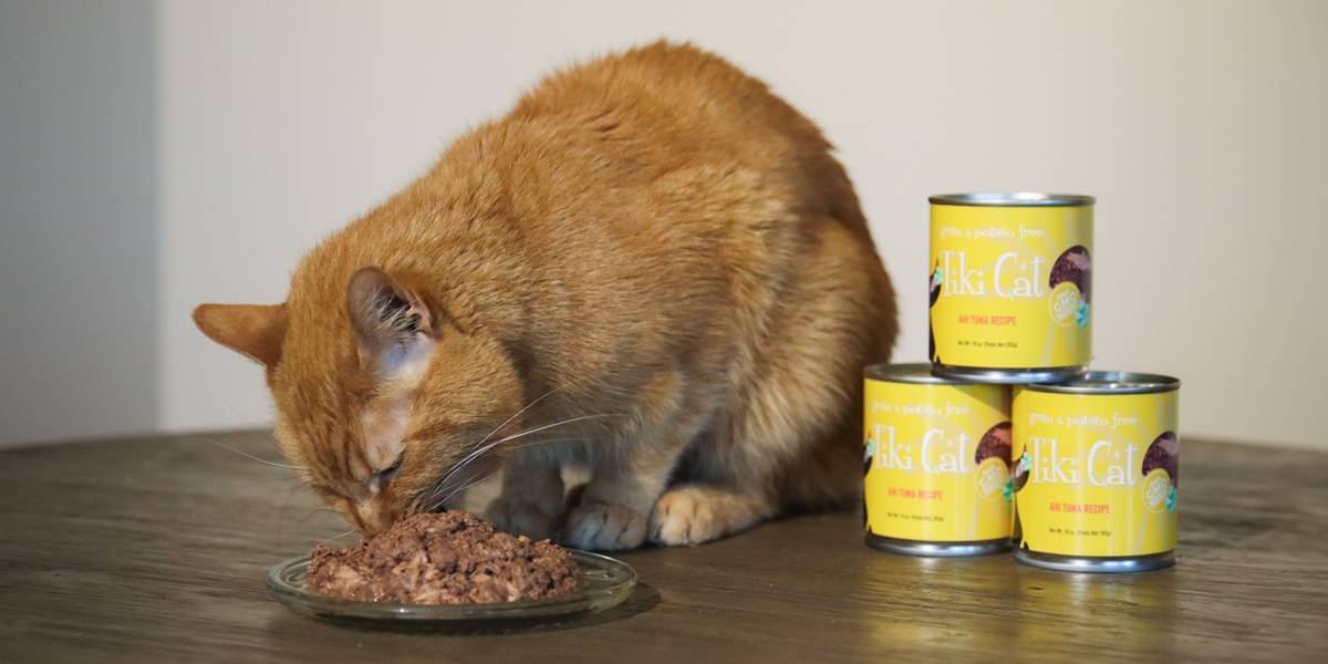 Tiki Cat Ahee Tuna Recipe