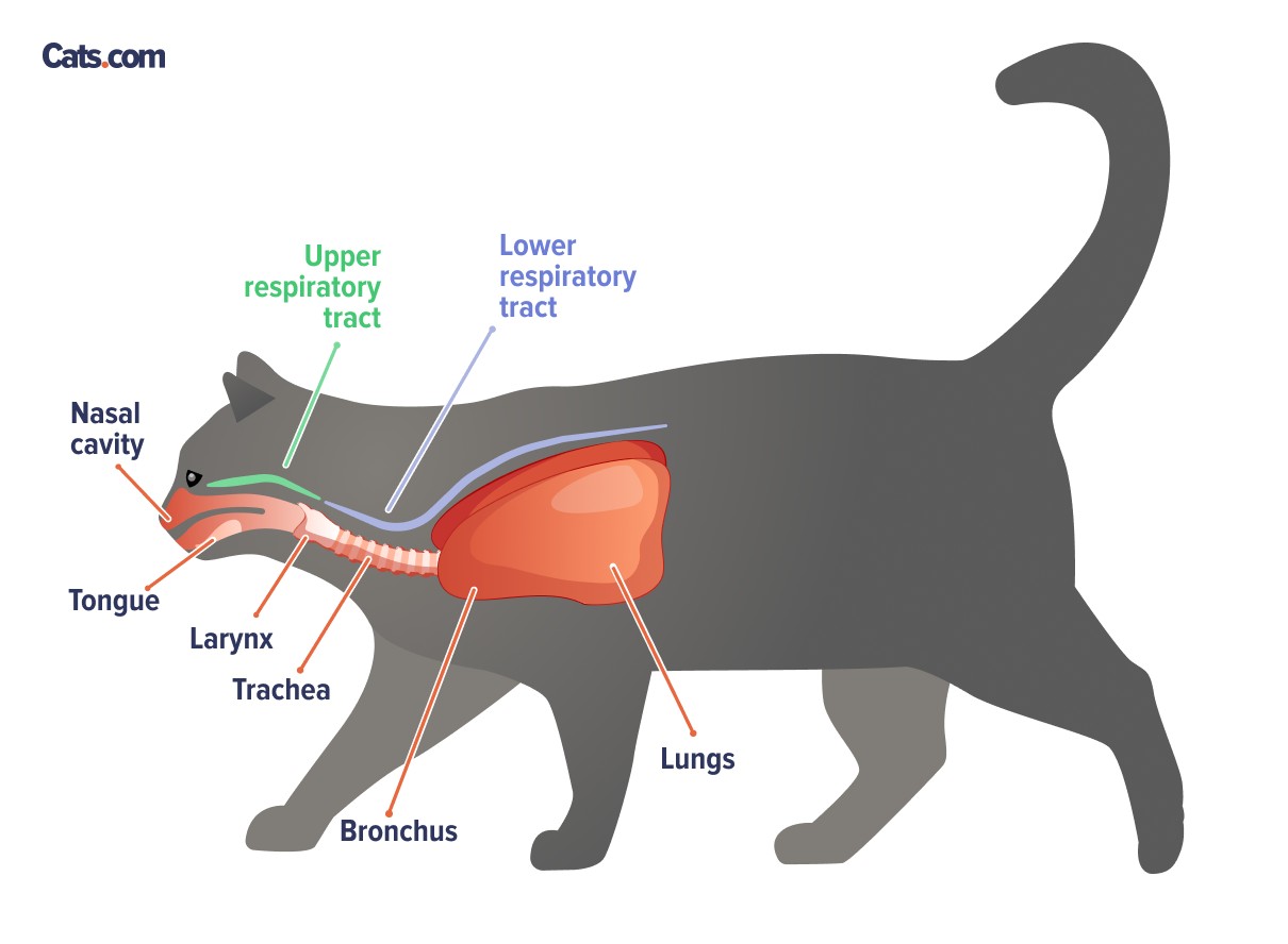 Cat Upper Respiratory Infections