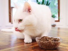 White Short Hair Eating Instinct Original Grain Free Recipe With Real Chicken Dry Kibble Cat Food
