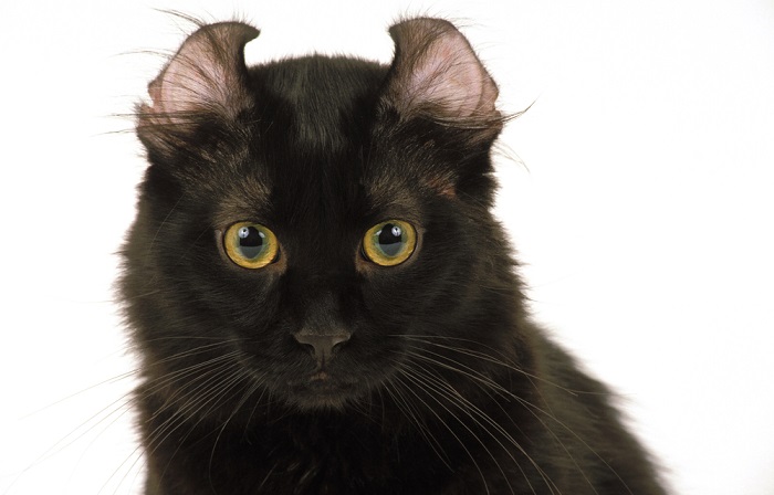 Image of an American Curl cat, recognized for its distinctive curled-back ears, with a friendly and inquisitive expression