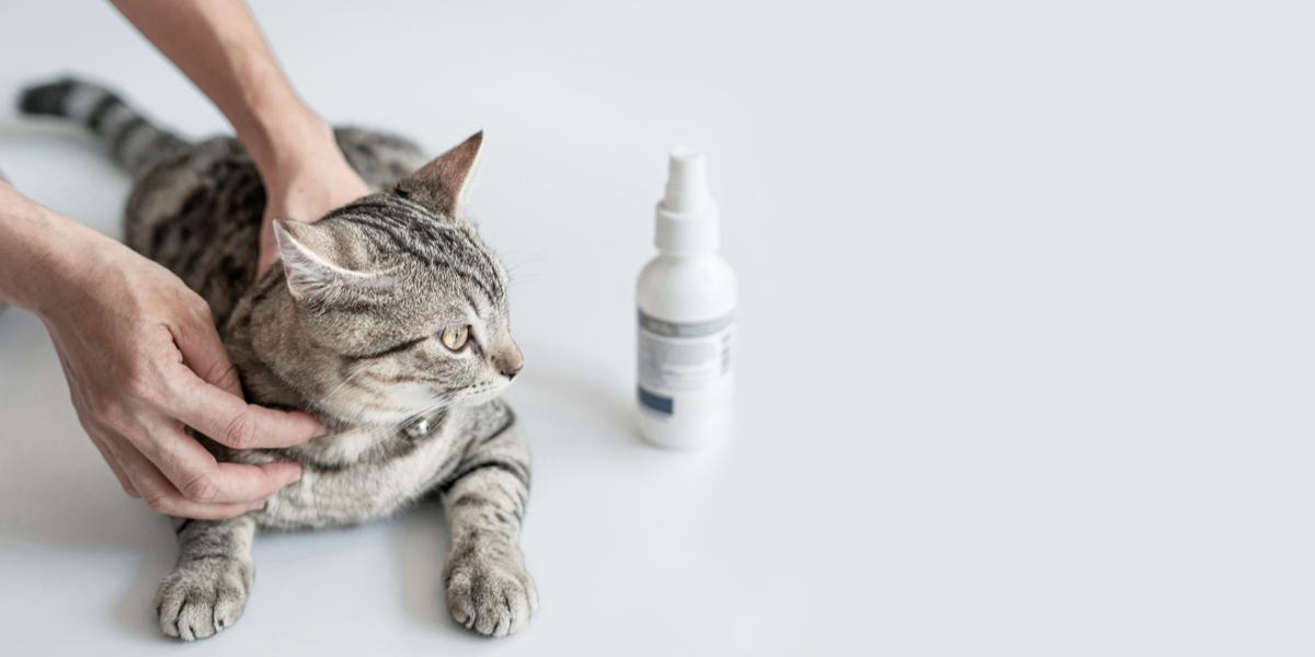 Antifungal treatment for cats, highlighting the use of medications to combat fungal infections in feline health.