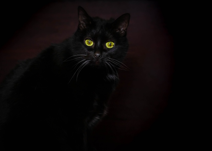 A black cat in the dark, emphasizing the striking contrast of its silhouette.