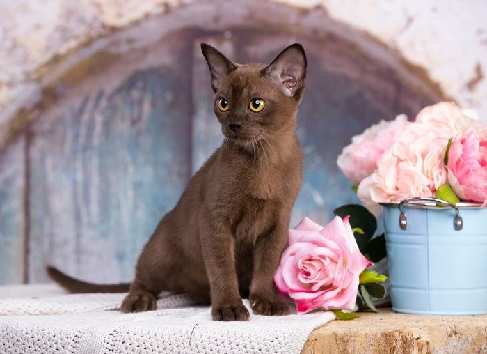 An image highlighting the beauty of a brown European Burmese cat, with its sleek coat and enchanting presence