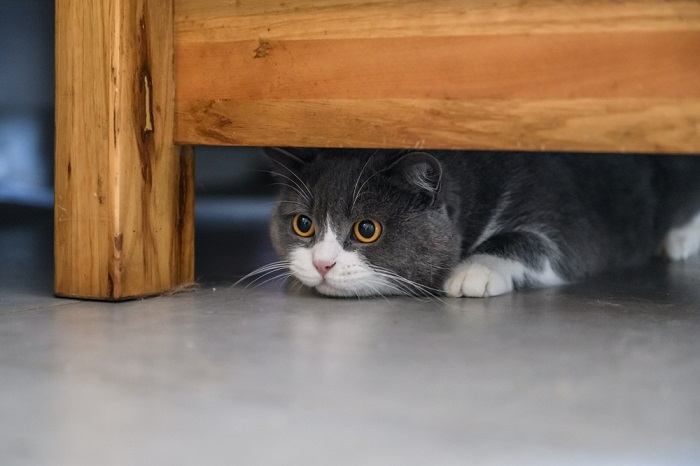 Image capturing a cat engaged in a game of hide and seek, showcasing their playful and exploratory nature.