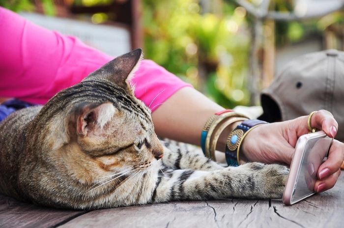 5 Fun Games for Cats to Keep Your Cat Fit & Sharp - Sploot Vets