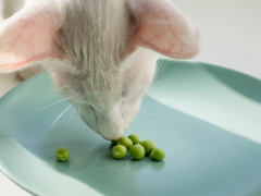 Image featuring a cat and beans, showcasing a feline's playful interaction with the beans