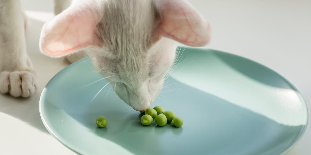 Image featuring a cat and beans, showcasing a feline's playful interaction with the beans