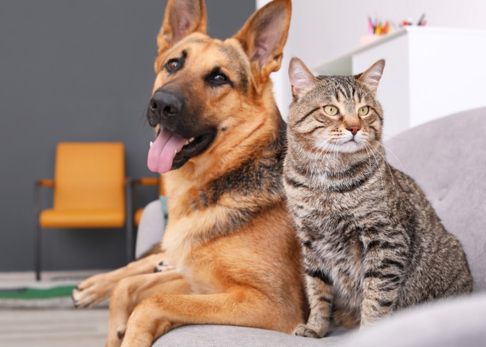Are Cats Smarter Than Dogs? Scientists Finally Have the Answer