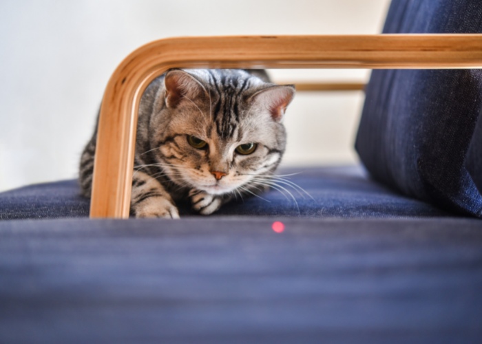 5 Fun Games for Cats to Keep Your Cat Fit & Sharp - Sploot Vets