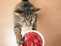 Curious cat encountering raw meat, prompting intrigue about primal diets.