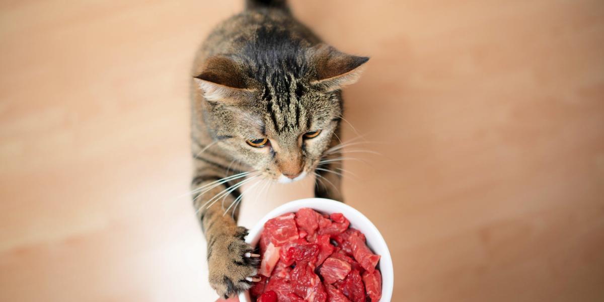 Curious cat encountering raw meat, prompting intrigue about primal diets.