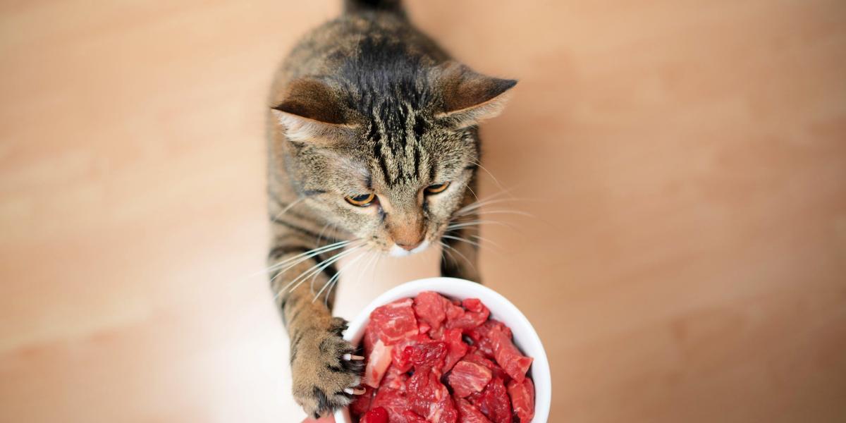 Can a shop cat eat steak